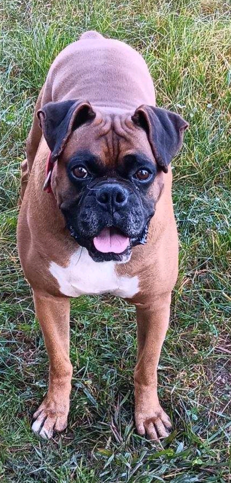 Enlarge Denver-boxer (in NH), a Adopted Boxer in Franklin, MA image 2/5
