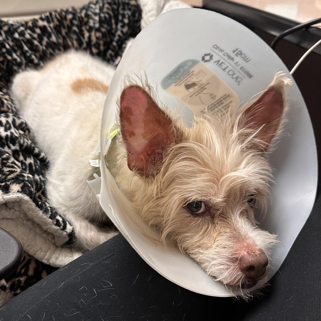 Asher, Adoptable, Senior Male Mixed Breed.