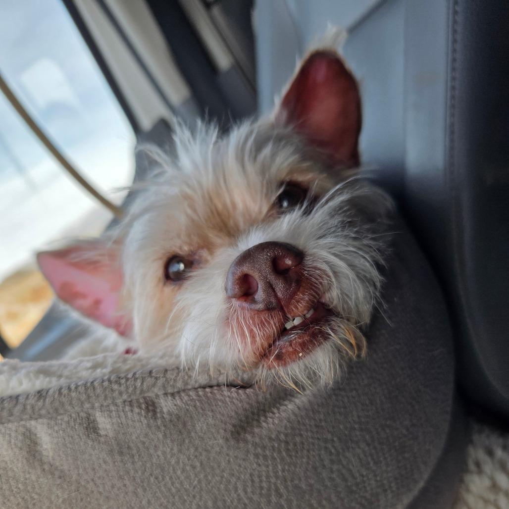 Enlarge Asher, a Adoptable Mixed Breed in Park City, UT image 2/6