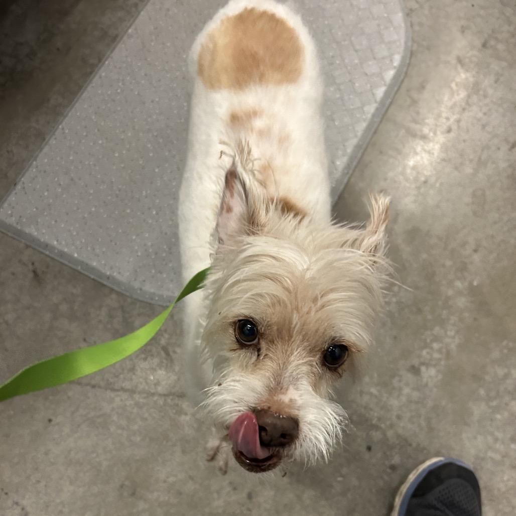 Enlarge Asher, a Adoptable Mixed Breed in Park City, UT image 3/6