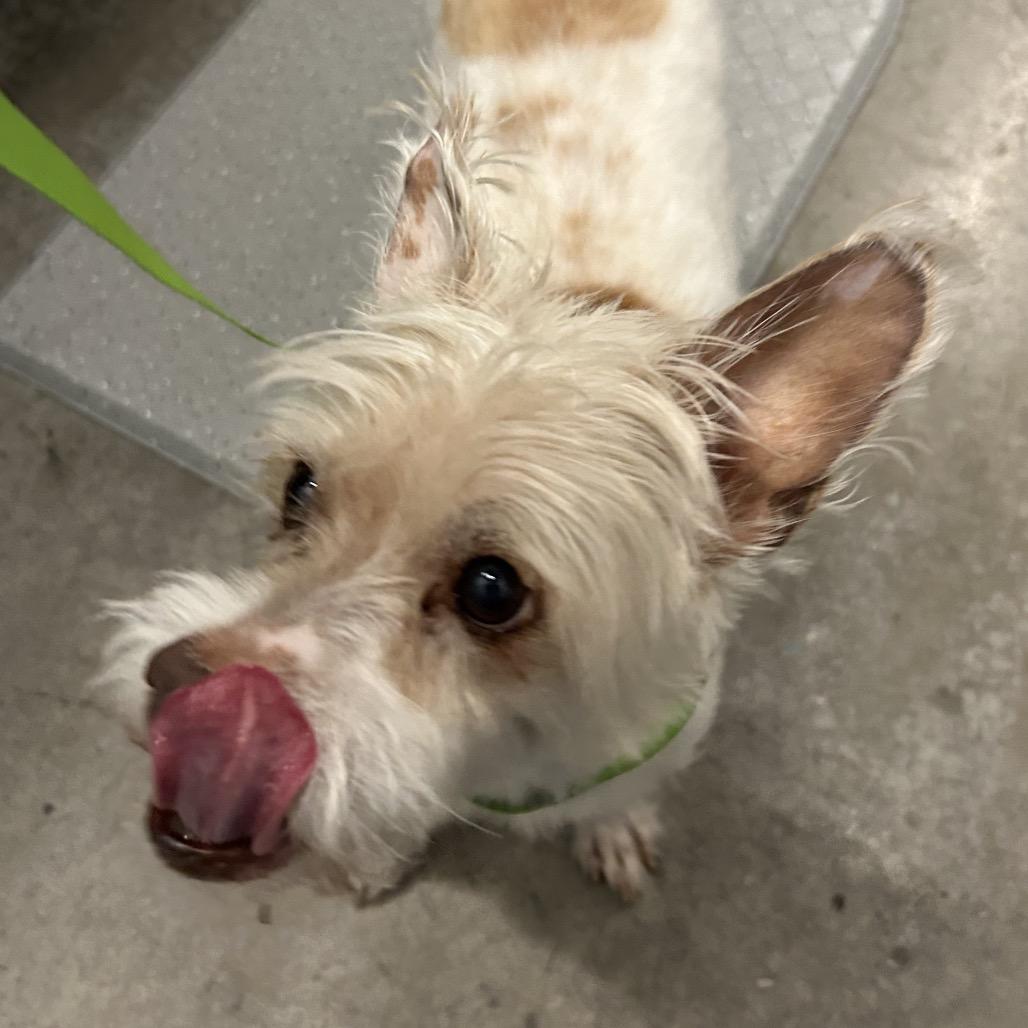 Enlarge Asher, a Adoptable Mixed Breed in Park City, UT image 4/6