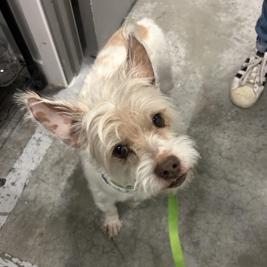Enlarge Asher, a Adoptable Mixed Breed in Park City, UT image 5/6