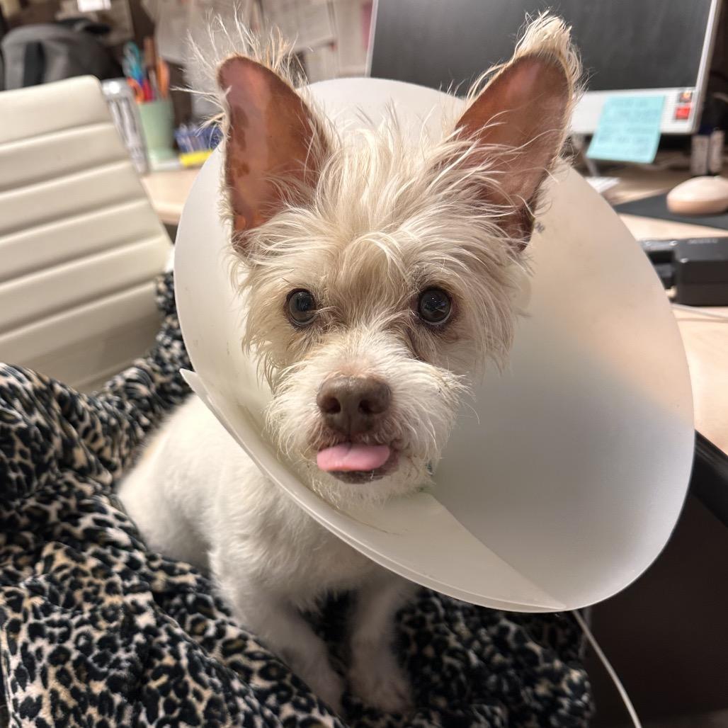 Enlarge Asher, a Adoptable Mixed Breed in Park City, UT image 6/6