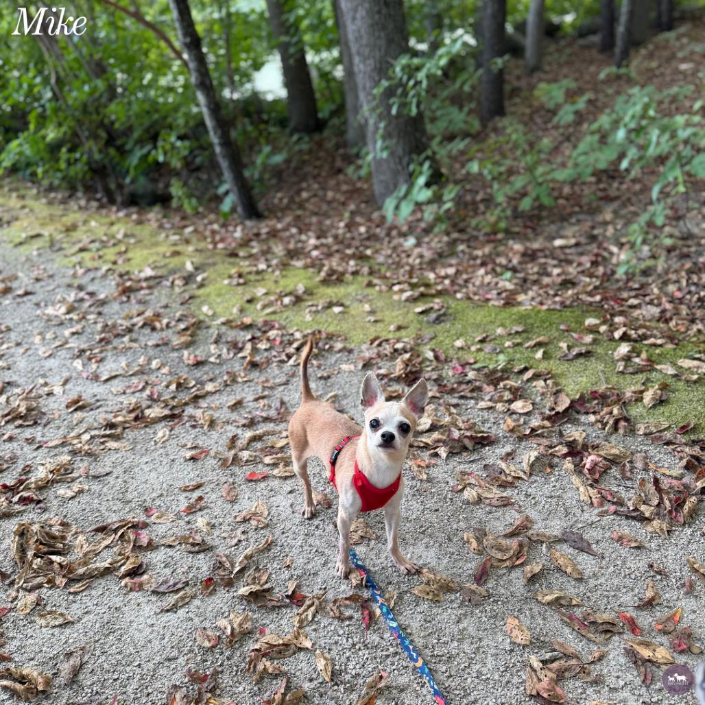 Mike T, Adoptable, Senior Male Chihuahua.