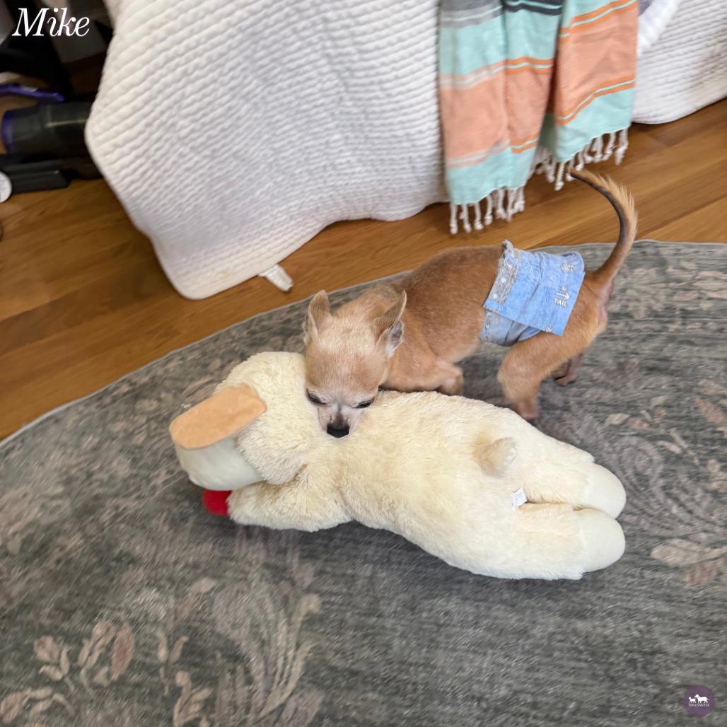 Enlarge Mike T, a Adoptable Chihuahua in Hopkinton, MA image 2/6