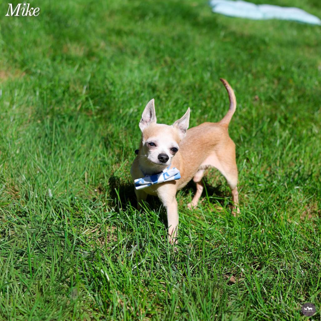 Enlarge Mike T, a Adoptable Chihuahua in Hopkinton, MA image 3/6