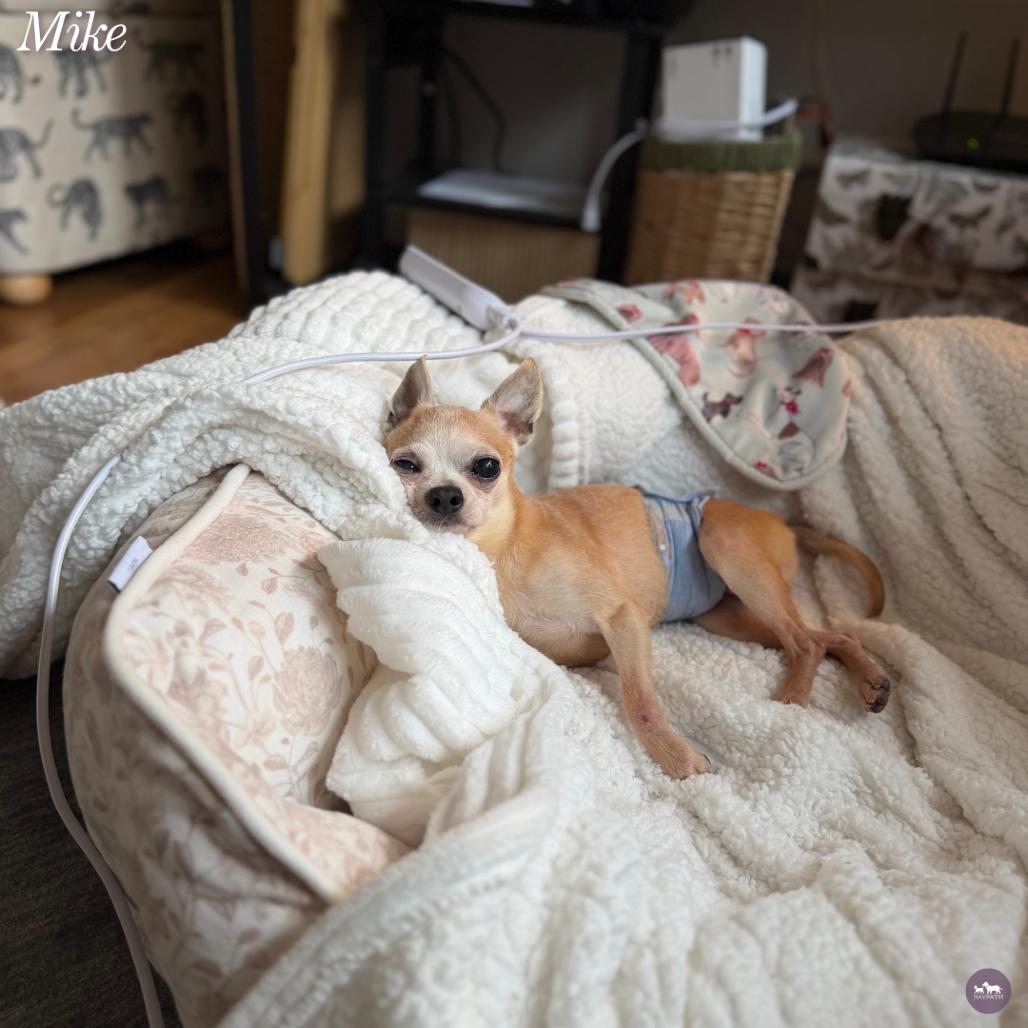 Enlarge Mike T, a Adoptable Chihuahua in Hopkinton, MA image 4/6