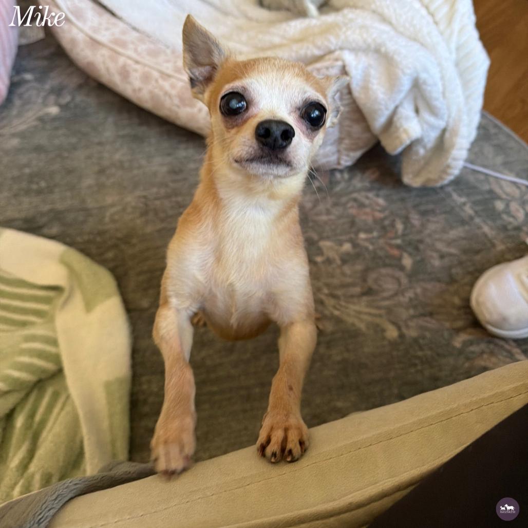 Enlarge Mike T, a Adoptable Chihuahua in Hopkinton, MA image 5/6