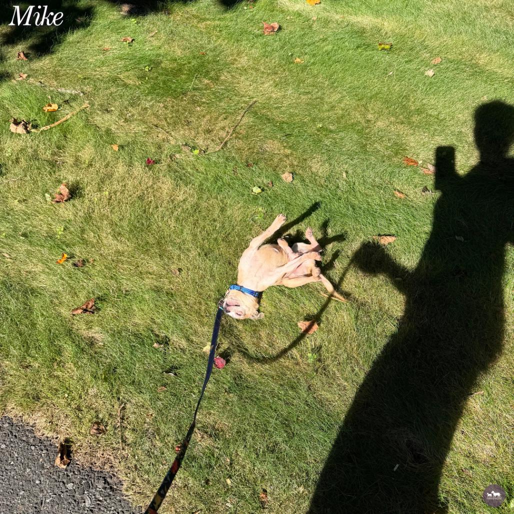 Enlarge Mike T, a Adoptable Chihuahua in Hopkinton, MA image 6/6