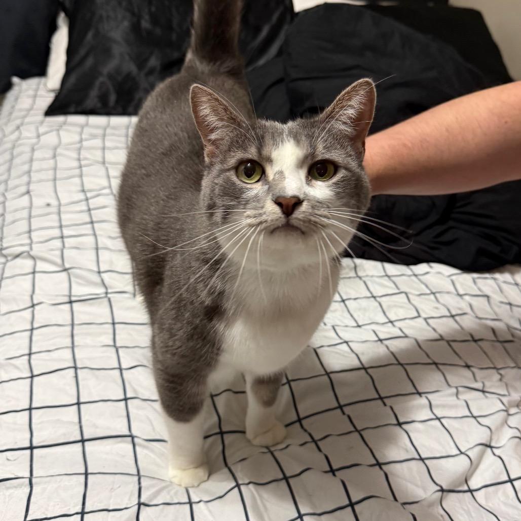 Monica, adoptable, Adult Female Domestic Short Hair.