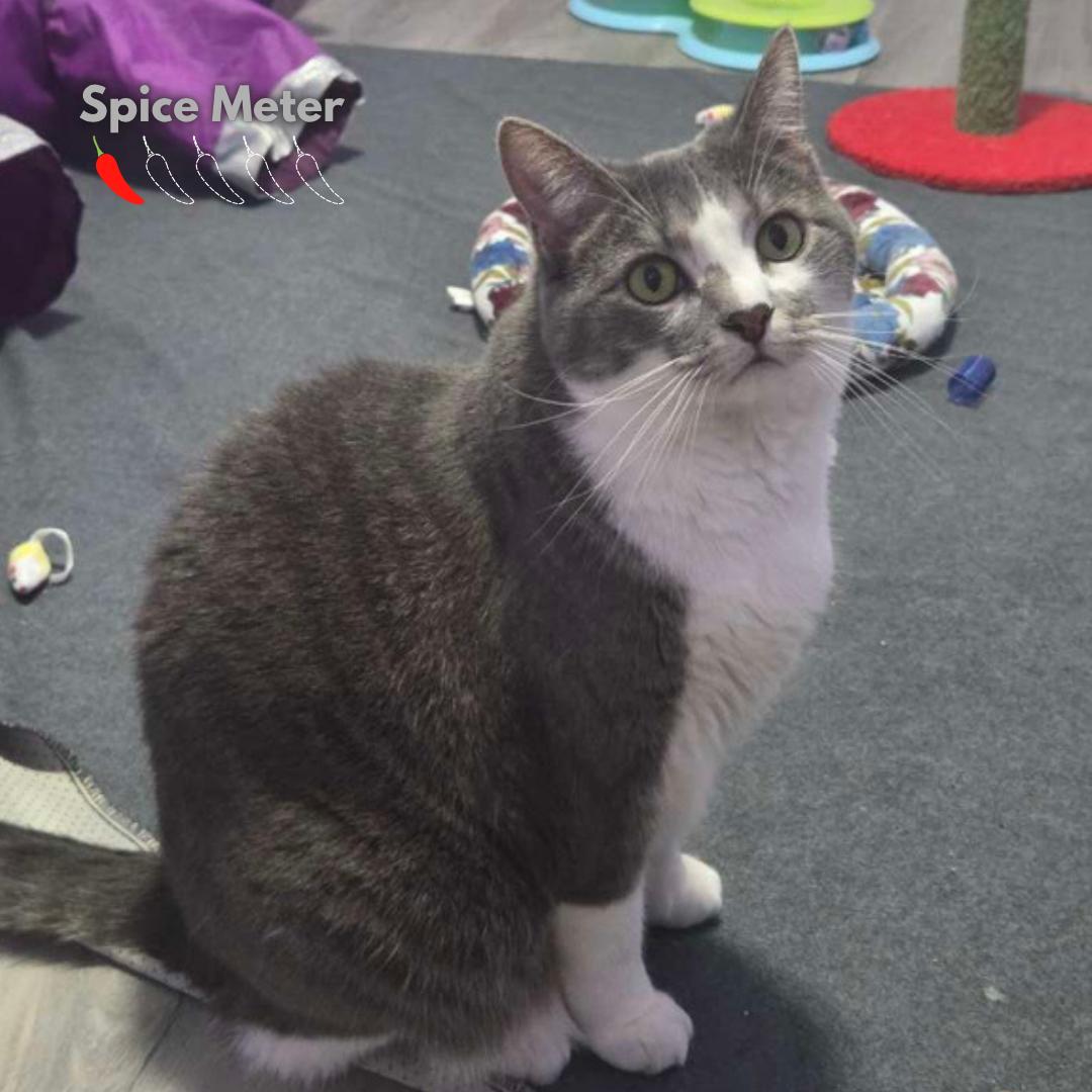 Monica, adoptable, Adult Female Domestic Short Hair.