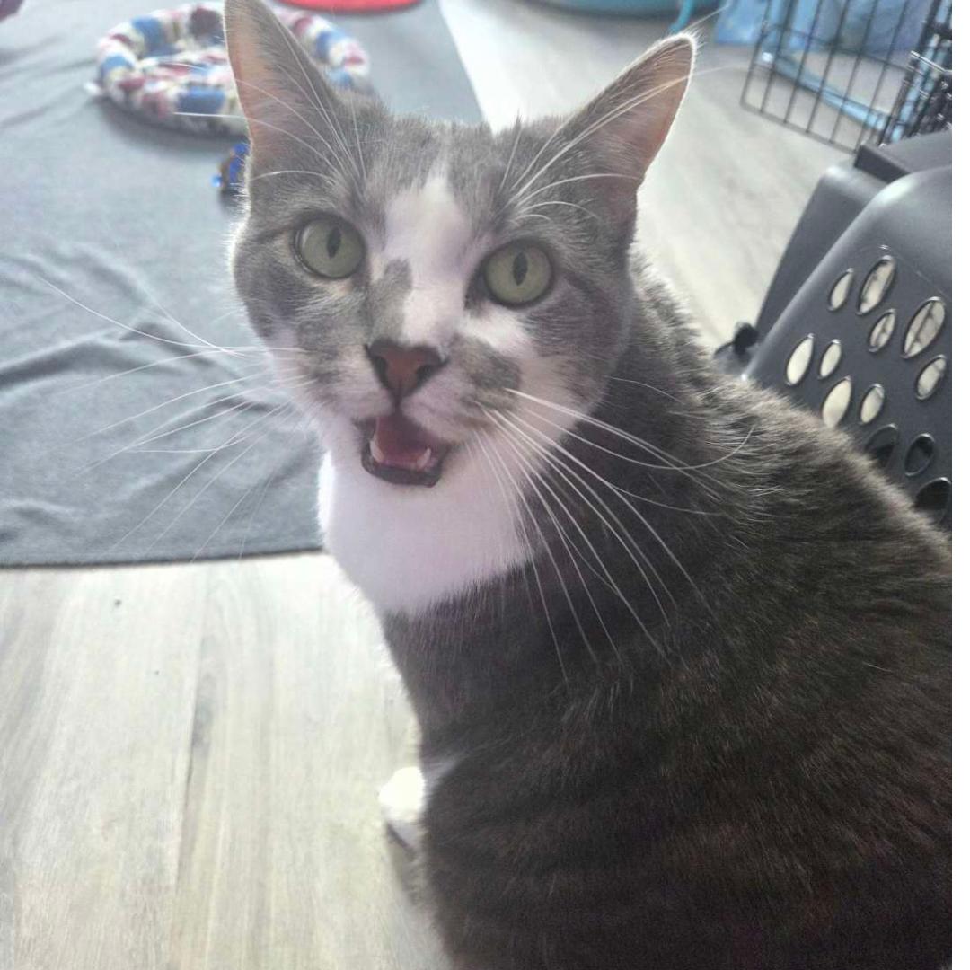Monica, an adoptable Domestic Short Hair in Washington, PA image 2/2