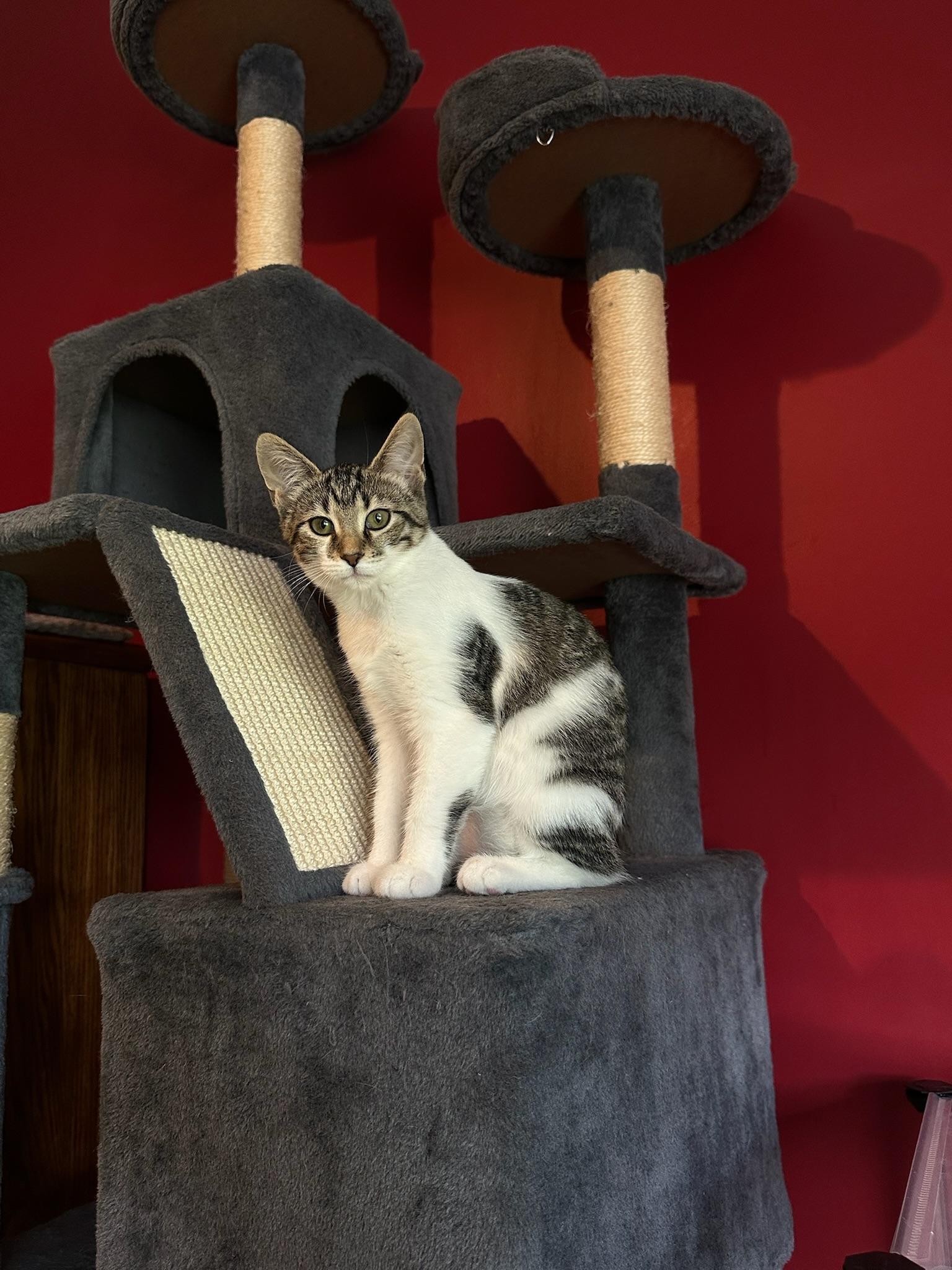 Rukia, a Adoptable Domestic Short Hair in Hartville, OH image 1/5