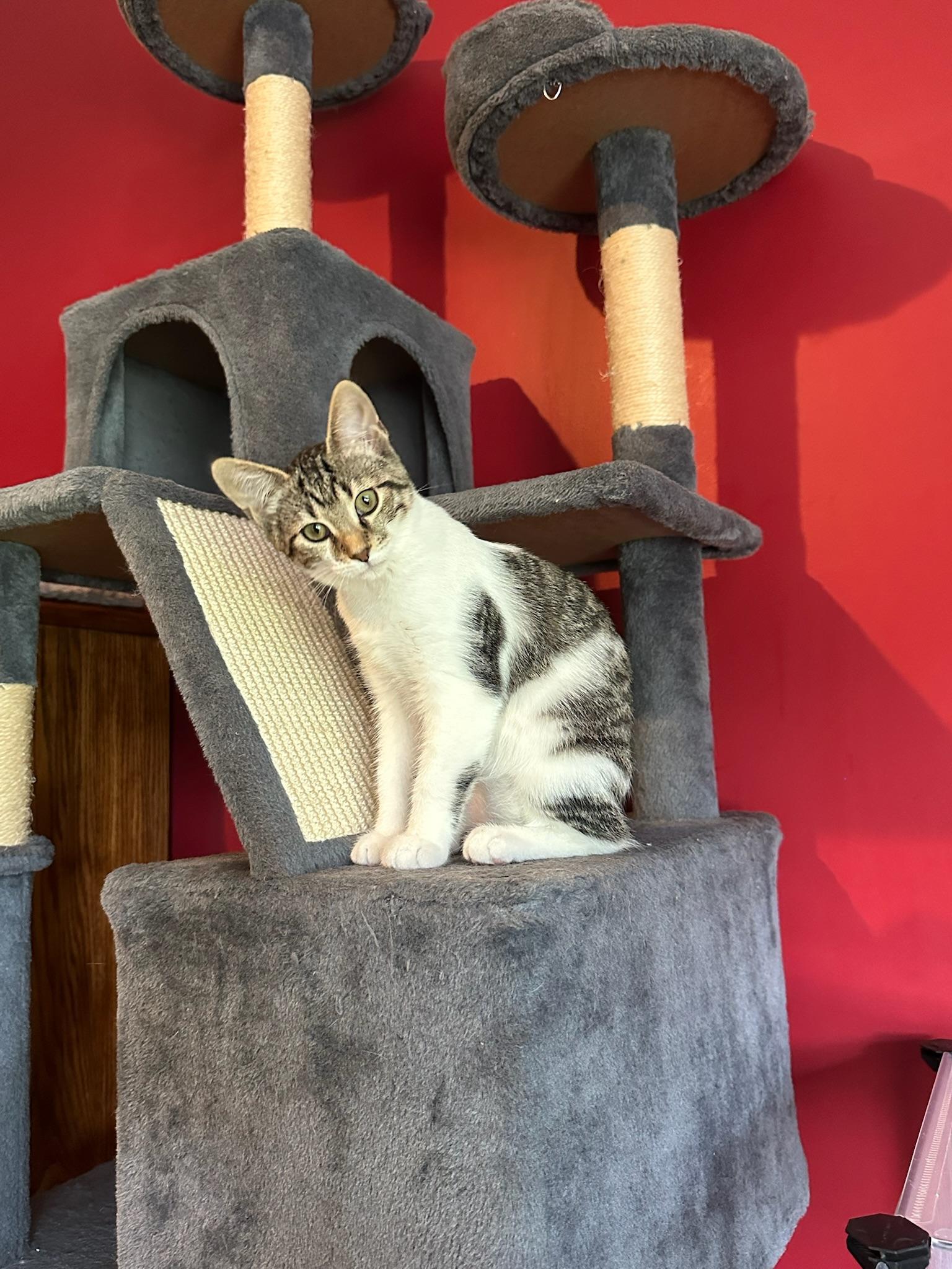 Rukia, a Adoptable Domestic Short Hair in Hartville, OH image 4/5