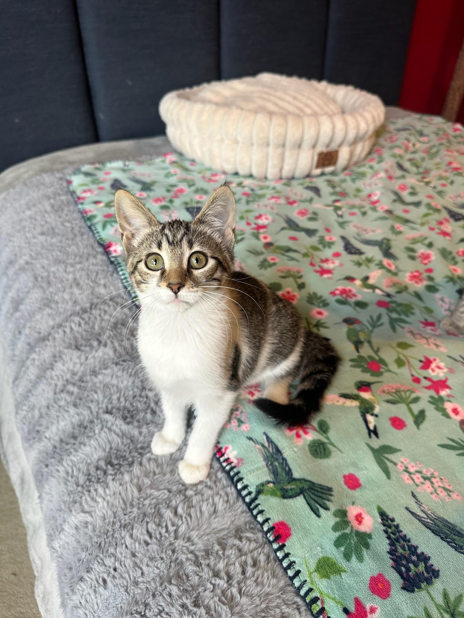 Rukia, a Adoptable Domestic Short Hair in Hartville, OH image 2/5