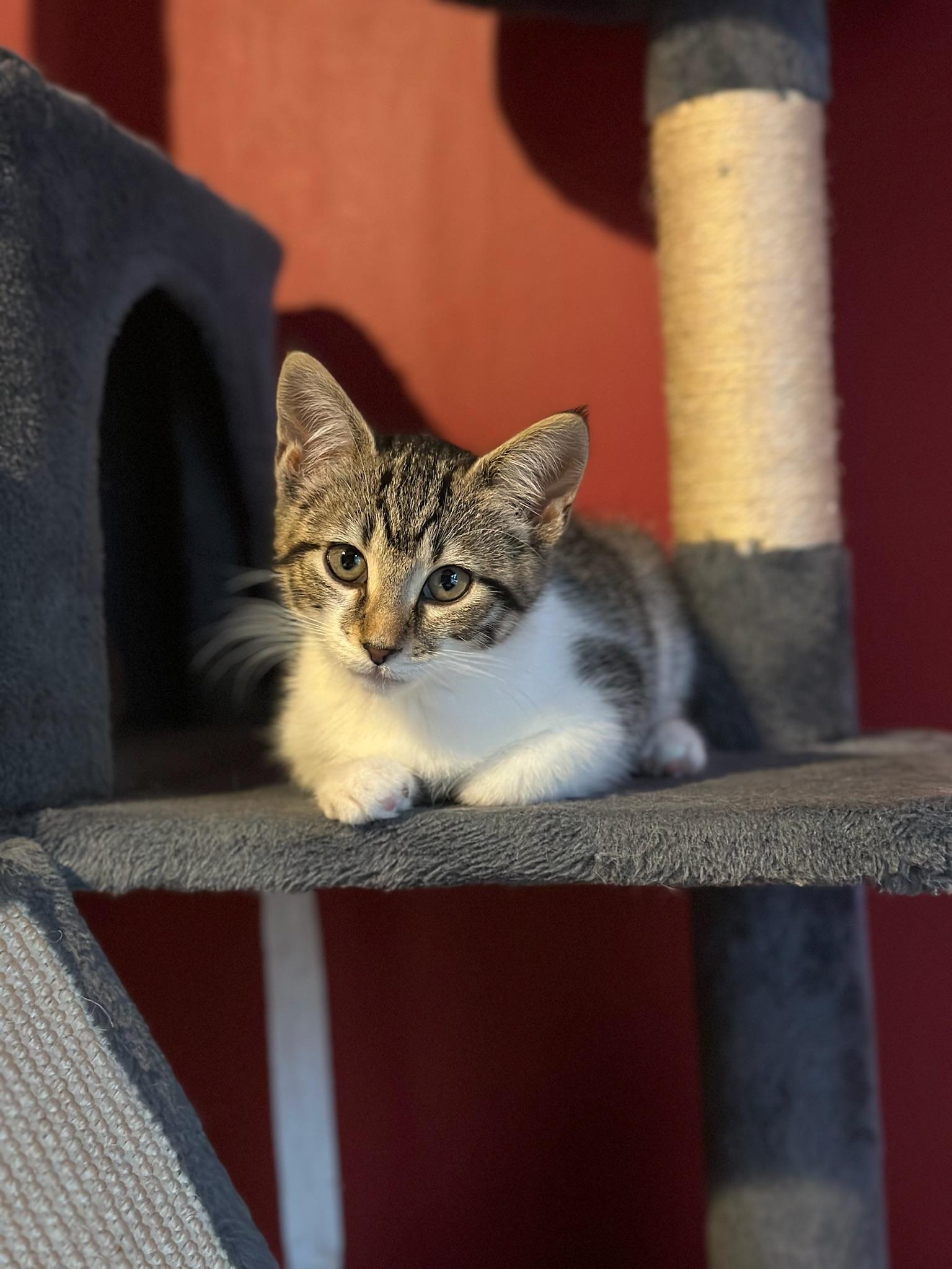 Rukia, a Adoptable Domestic Short Hair in Hartville, OH image 5/5