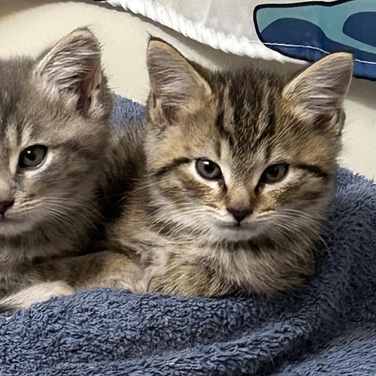 Cookie, Adoptable, Kitten Male Domestic Medium Hair.