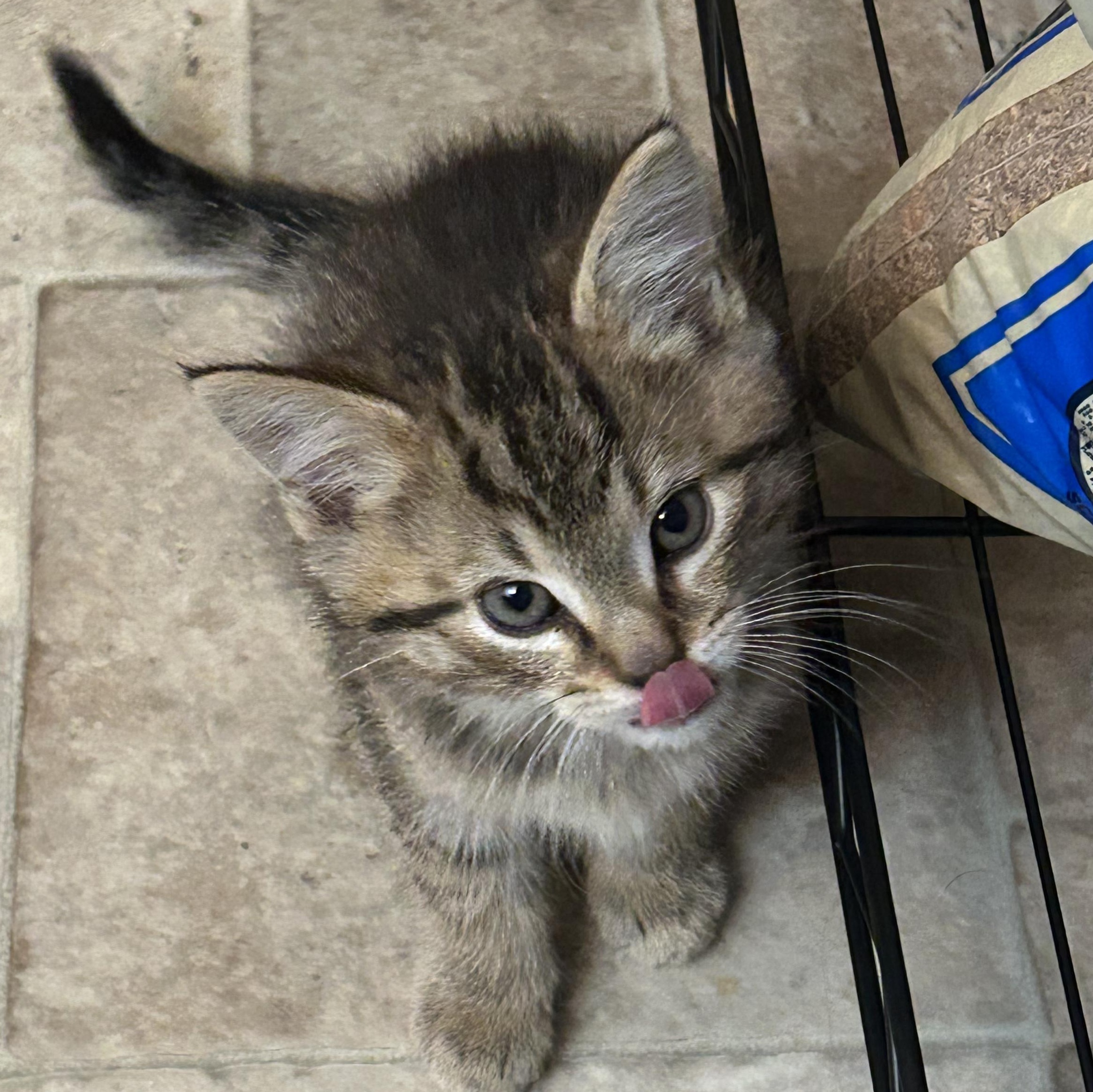 Enlarge Cookie, a Adoptable Domestic Medium Hair in Roanoke, VA image 2/3