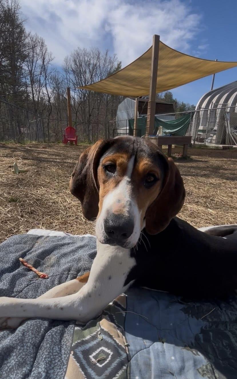 Enlarge Ice Princess, a ADOPTABLE Treeing Walker Coonhound in Marshall, NC image 1/6