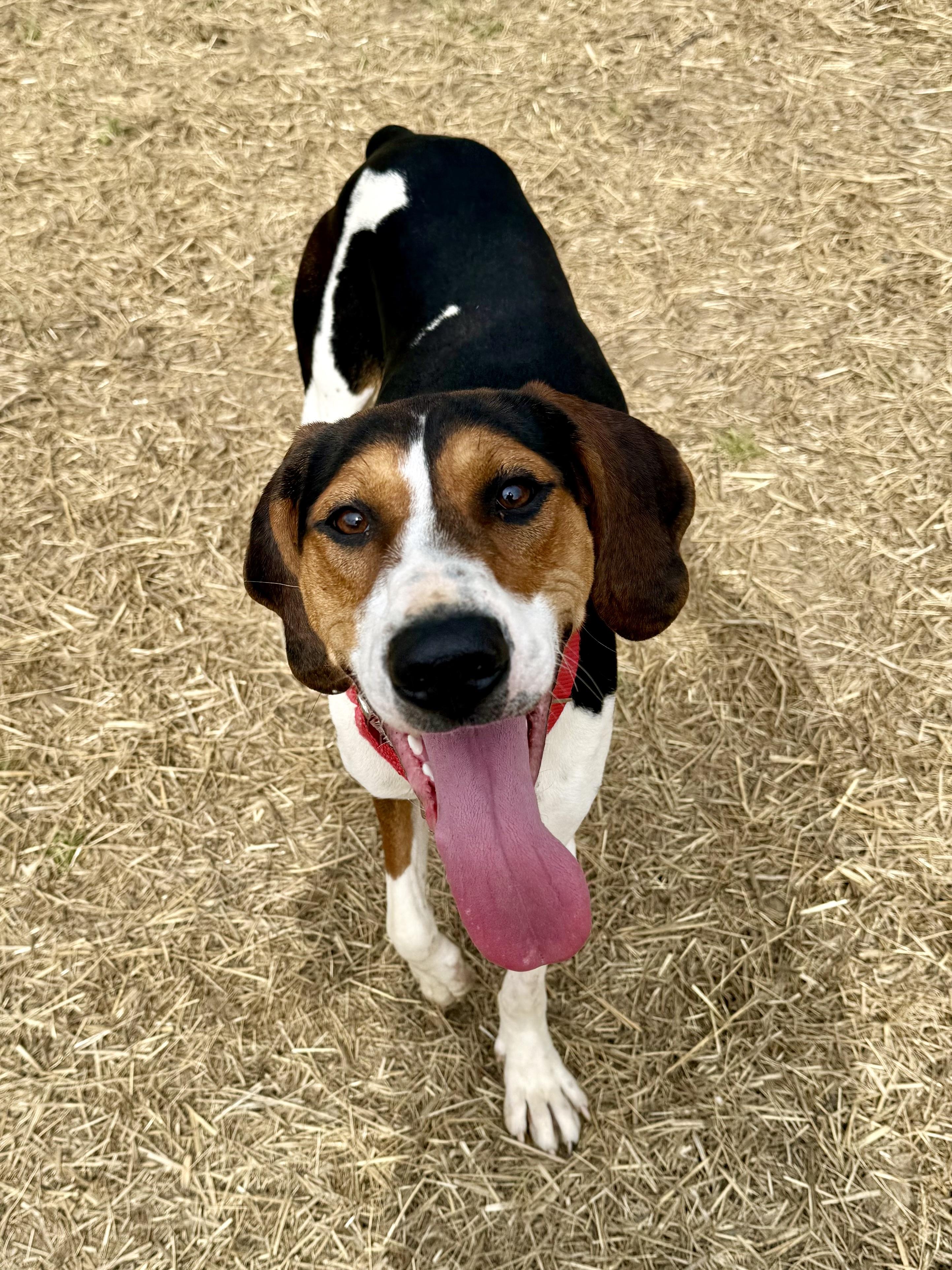 Enlarge Ice Princess, an adoptable Treeing Walker Coonhound in Marshall, NC image 6/6