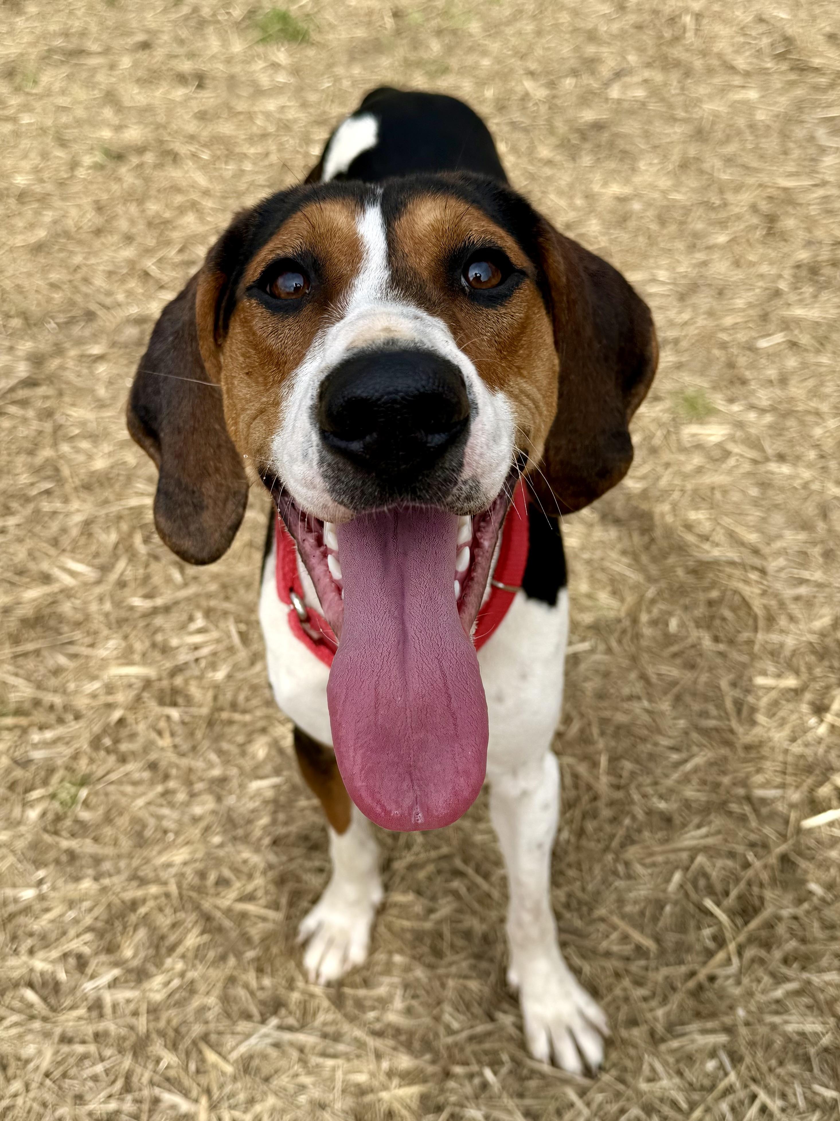 Ice Princess, adoptable, Young Female Treeing Walker Coonhound.
