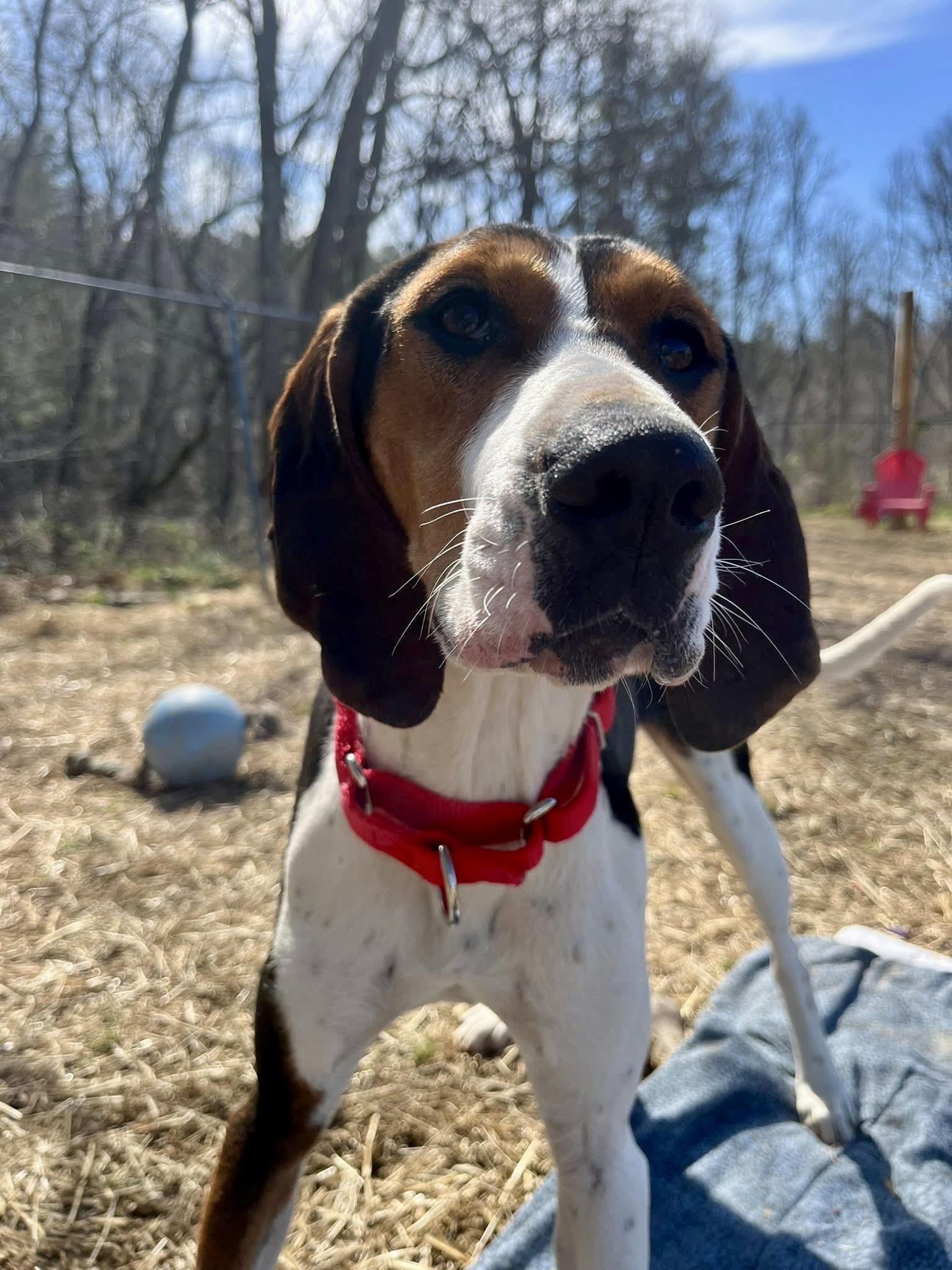 Enlarge Ice Princess, a ADOPTABLE Treeing Walker Coonhound in Marshall, NC image 6/6