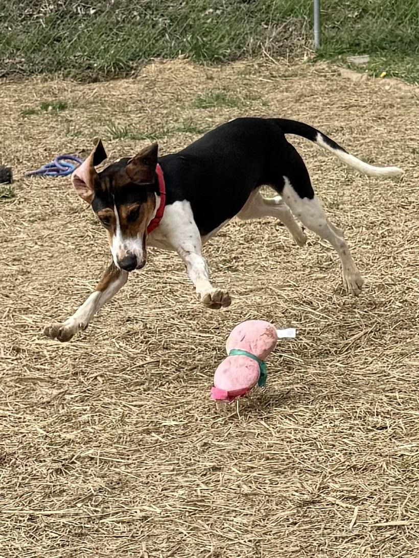 Enlarge Ice Princess, an adoptable Treeing Walker Coonhound in Marshall, NC image 5/6