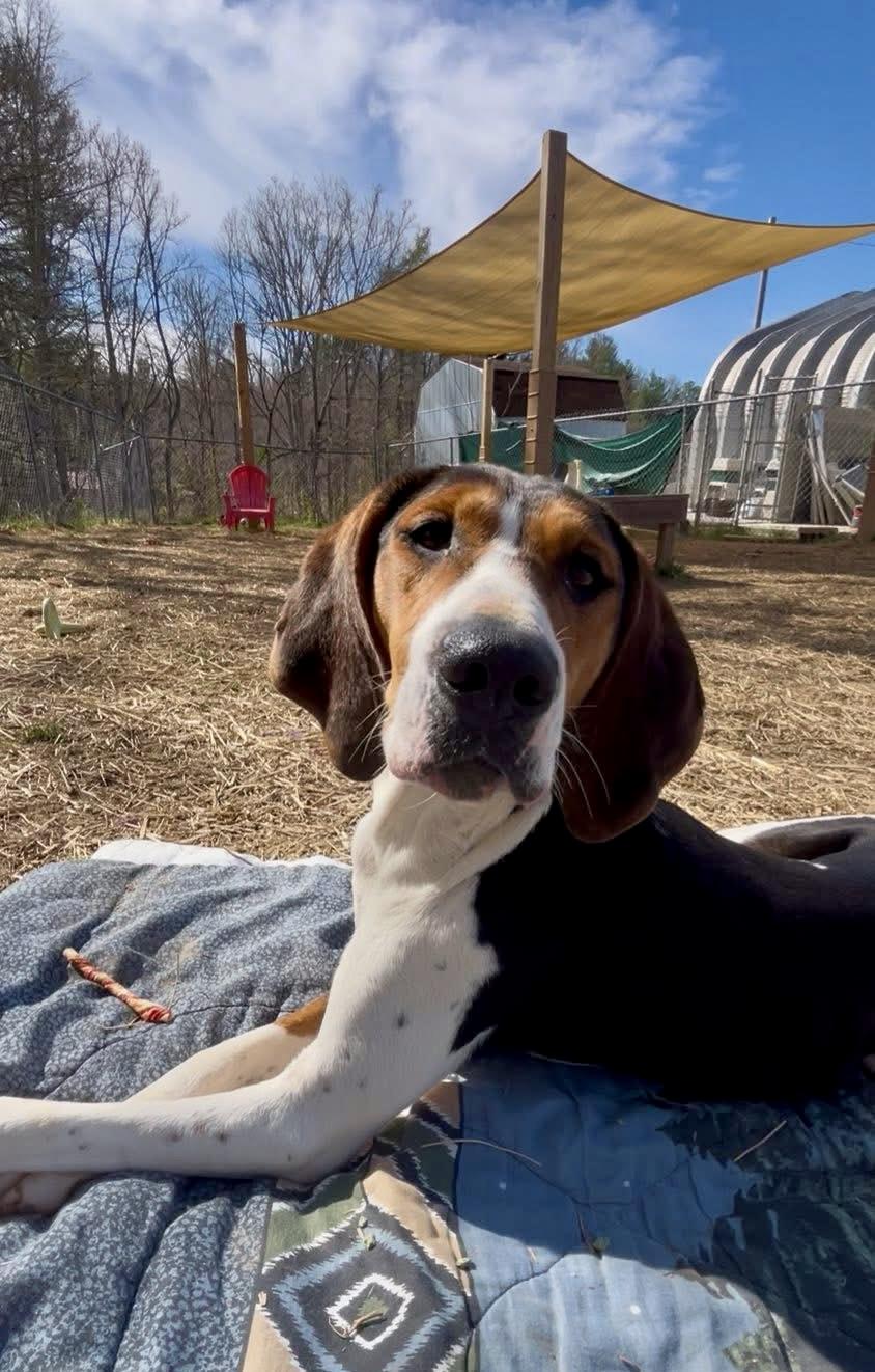 Enlarge Ice Princess, a ADOPTABLE Treeing Walker Coonhound in Marshall, NC image 5/6
