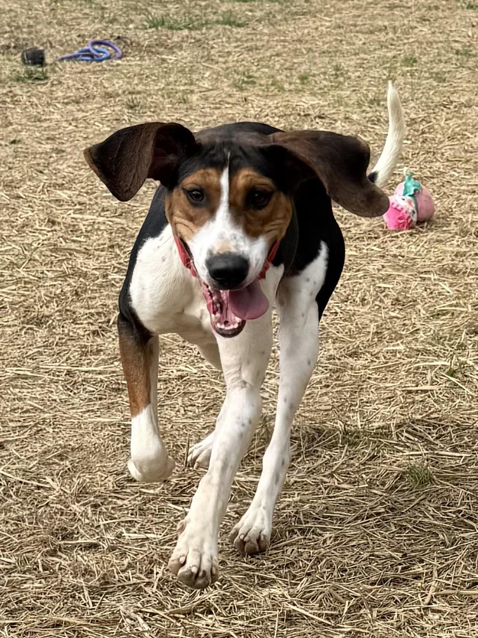 Enlarge Ice Princess, a ADOPTABLE Treeing Walker Coonhound in Marshall, NC image 3/6