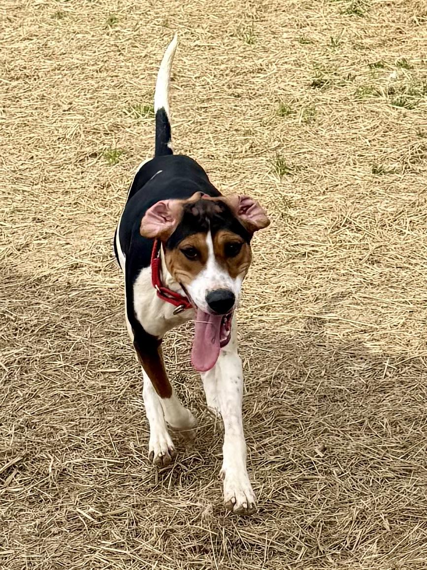 Enlarge Ice Princess, a ADOPTABLE Treeing Walker Coonhound in Marshall, NC image 4/6