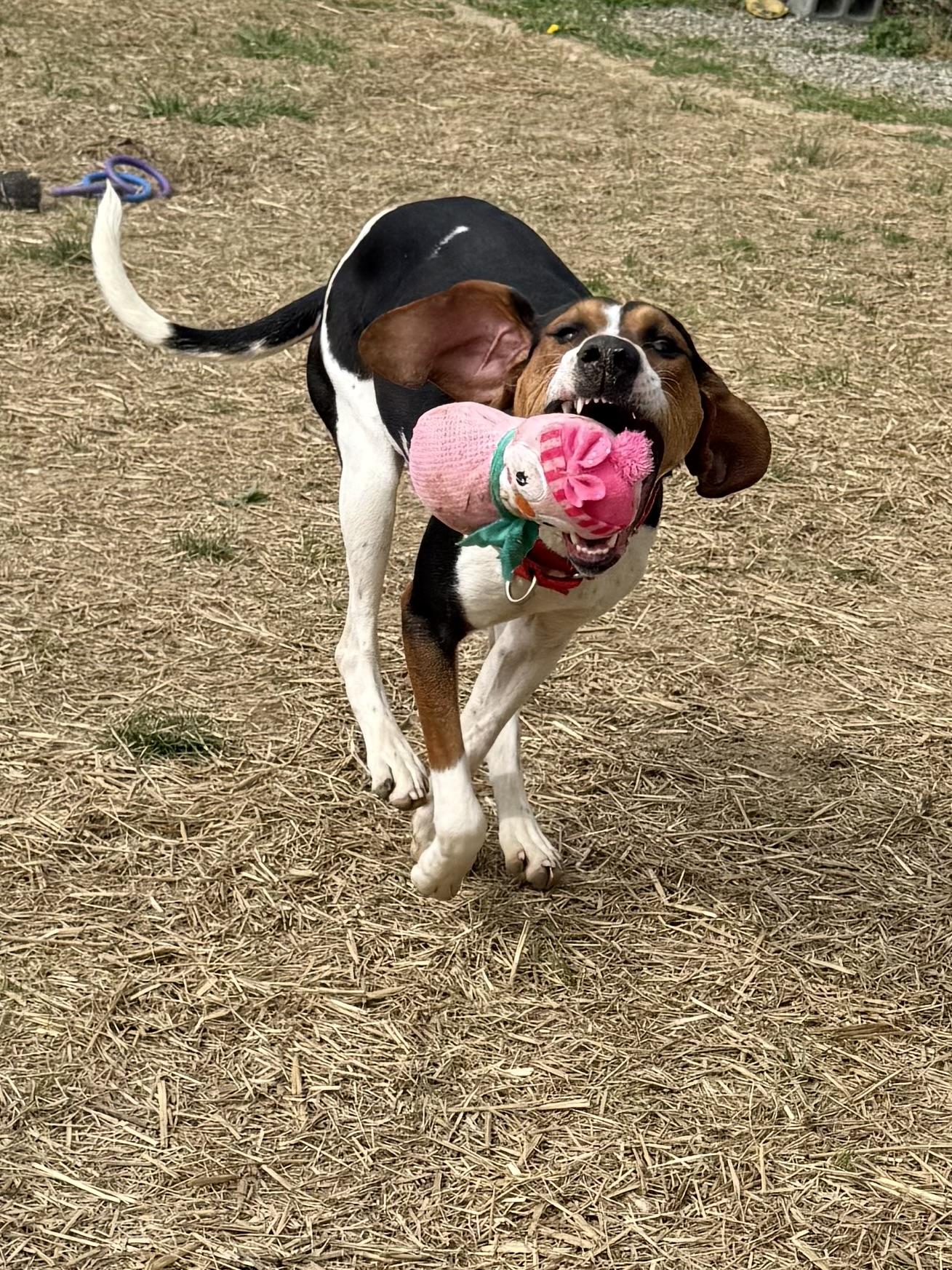 Enlarge Ice Princess, a ADOPTABLE Treeing Walker Coonhound in Marshall, NC image 1/6