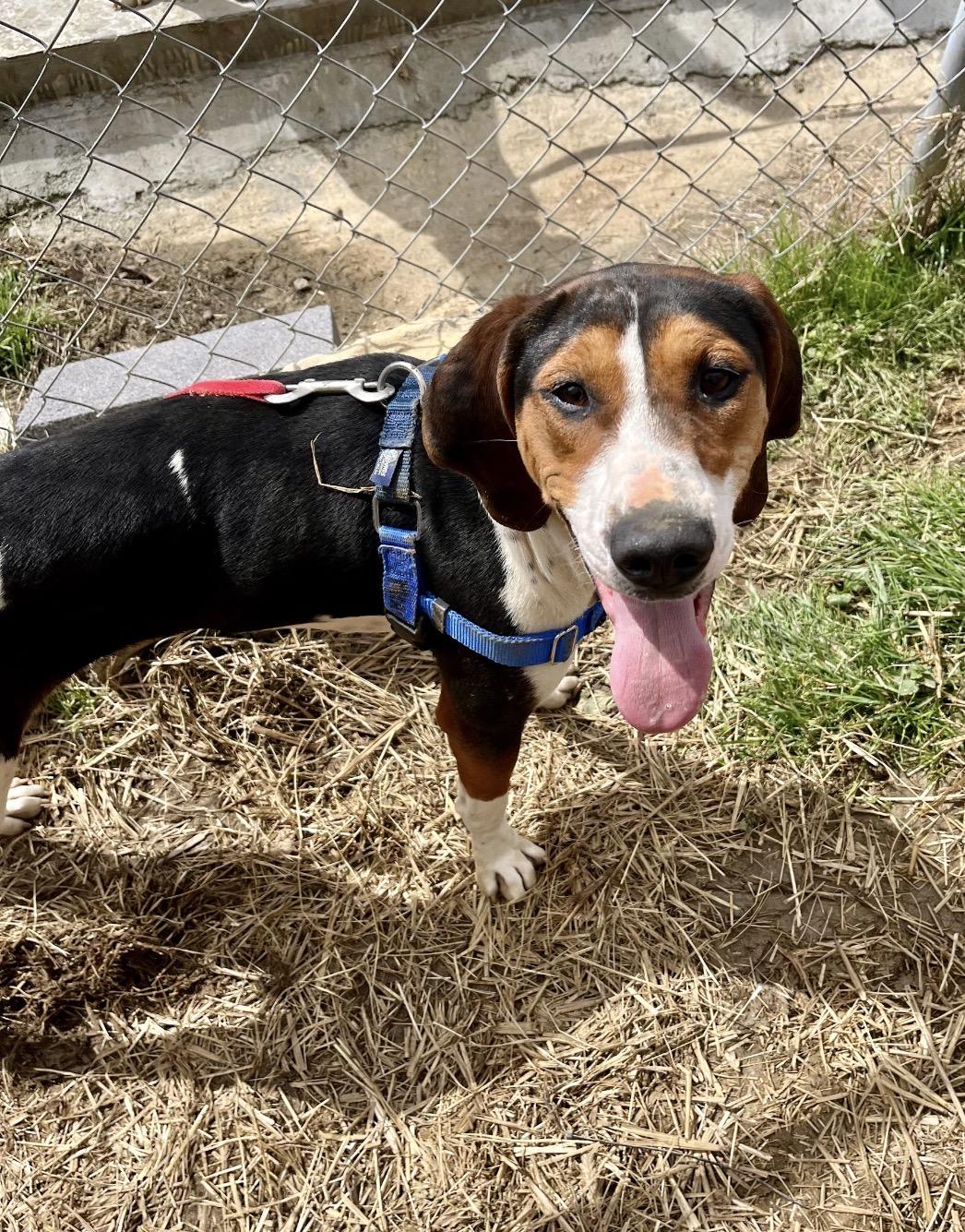 Enlarge Ice Princess, a ADOPTABLE Treeing Walker Coonhound in Marshall, NC image 3/6