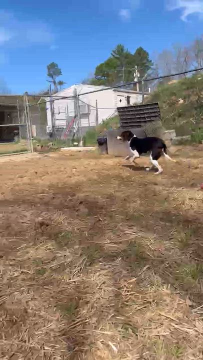 Enlarge Ice Princess, a ADOPTABLE Treeing Walker Coonhound in Marshall, NC video 4/6