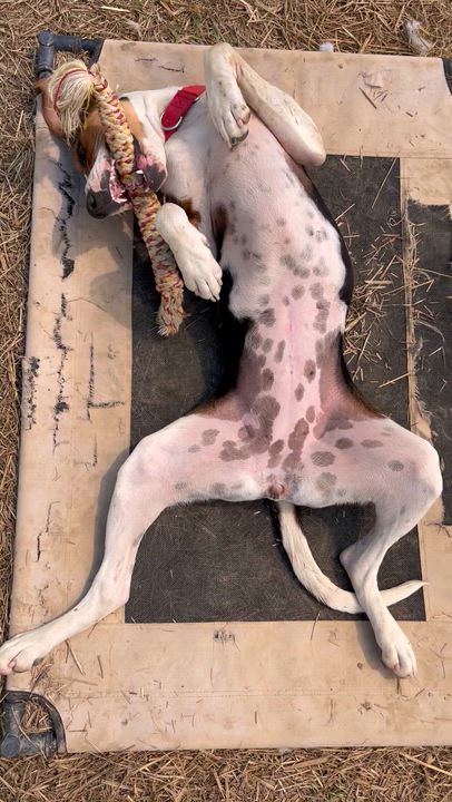 Enlarge Ice Princess, a ADOPTABLE Treeing Walker Coonhound in Marshall, NC video 2/6