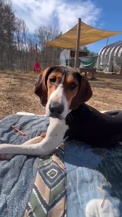 Enlarge Ice Princess, a ADOPTABLE Treeing Walker Coonhound in Marshall, NC video 2/6