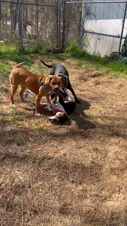 Enlarge Ice Princess, a ADOPTABLE Treeing Walker Coonhound in Marshall, NC video 5/6