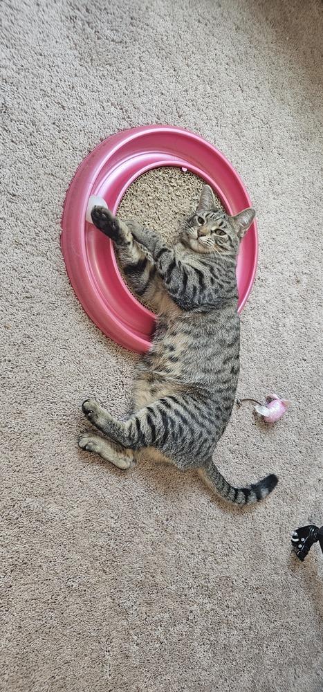 Lollipop, Adoptable, Adult Female Tabby & Domestic Short Hair.