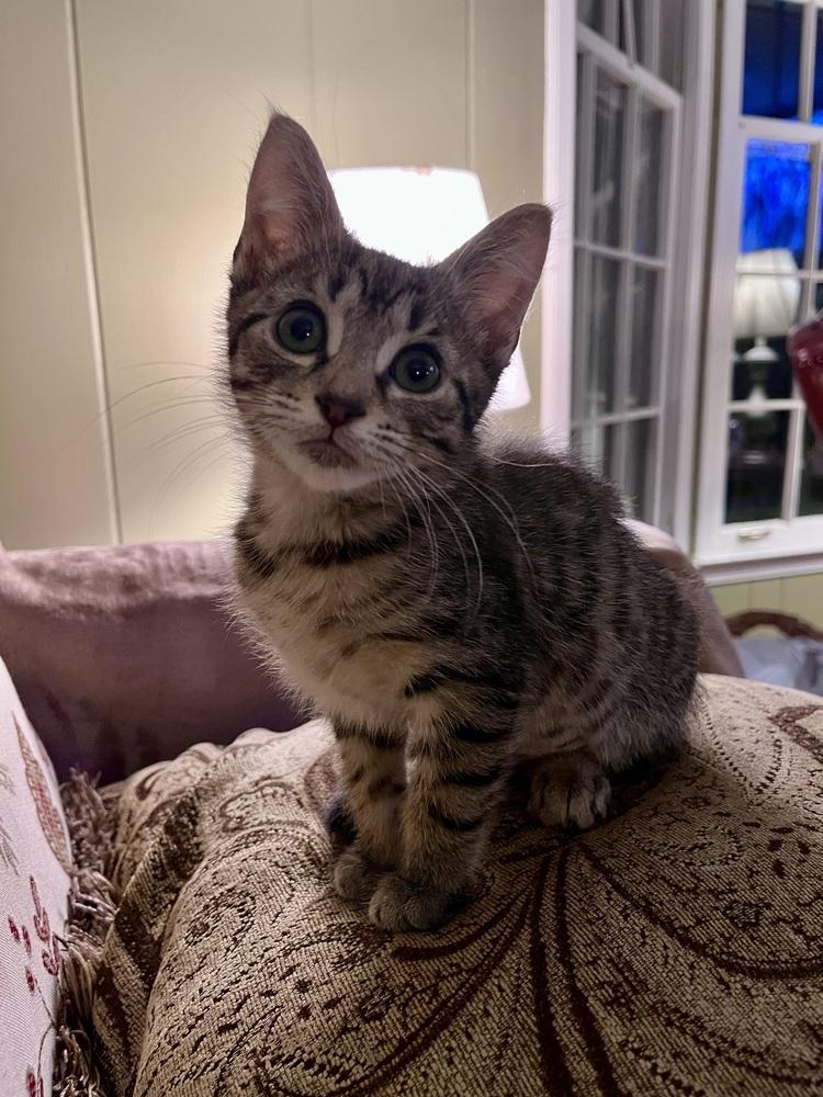 Lollipop, Adoptable, Adult Female Tabby & Domestic Short Hair.