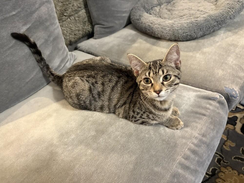 Enlarge Lollipop, a Adoptable mixed breed in Powder Springs, GA image 3/6