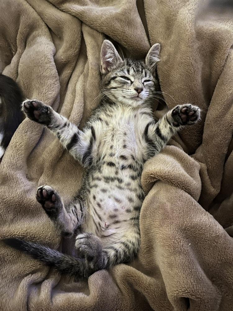 Enlarge Lollipop, a Adoptable mixed breed in Powder Springs, GA image 4/6