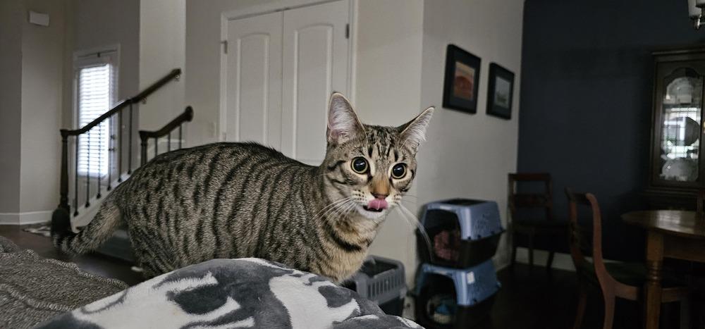 Enlarge Lollipop, a Adoptable mixed breed in Powder Springs, GA image 5/6