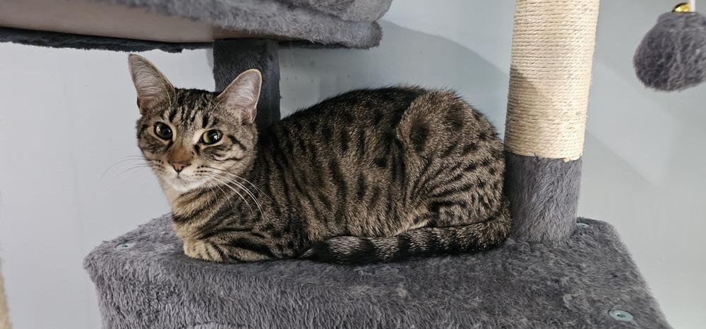 Enlarge Lollipop, a Adoptable mixed breed in Powder Springs, GA image 6/6