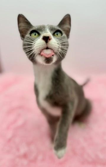 Enlarge Bluebell, a Adoptable mixed breed in Covington, LA image 4/6