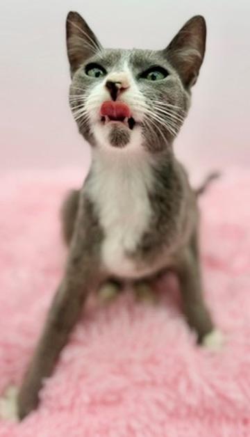 Enlarge Bluebell, a Adoptable mixed breed in Covington, LA image 6/6