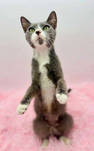 Enlarge Bluebell, a Adoptable mixed breed in Covington, LA image 1/6