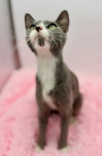 Enlarge Bluebell, a Adoptable mixed breed in Covington, LA image 3/6