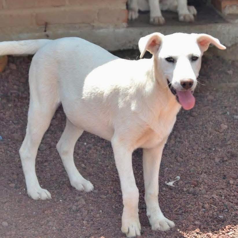 Enlarge Billy, a Adoptable mixed breed in Barrie, ON image 4/5