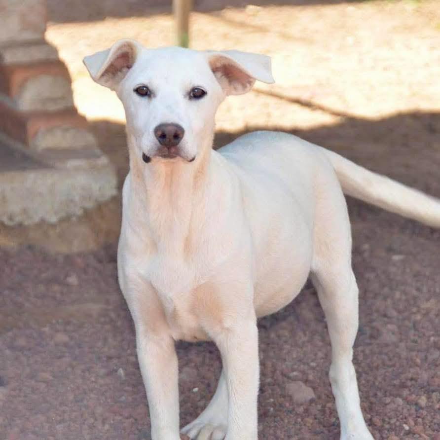 Enlarge Billy, a Adoptable mixed breed in Barrie, ON image 1/5