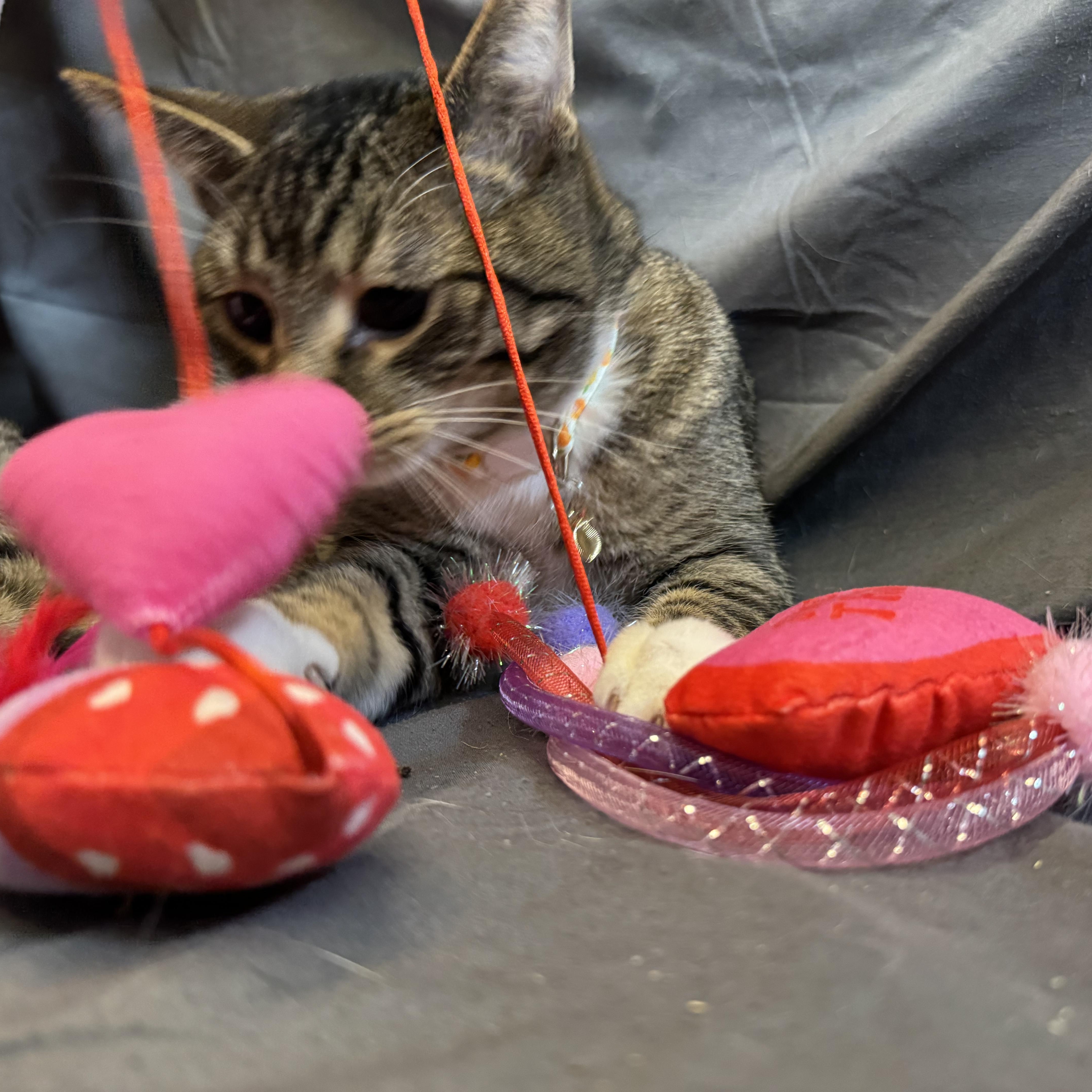 Stark, a ADOPTABLE American Shorthair in Alexandria, IN image 4/4