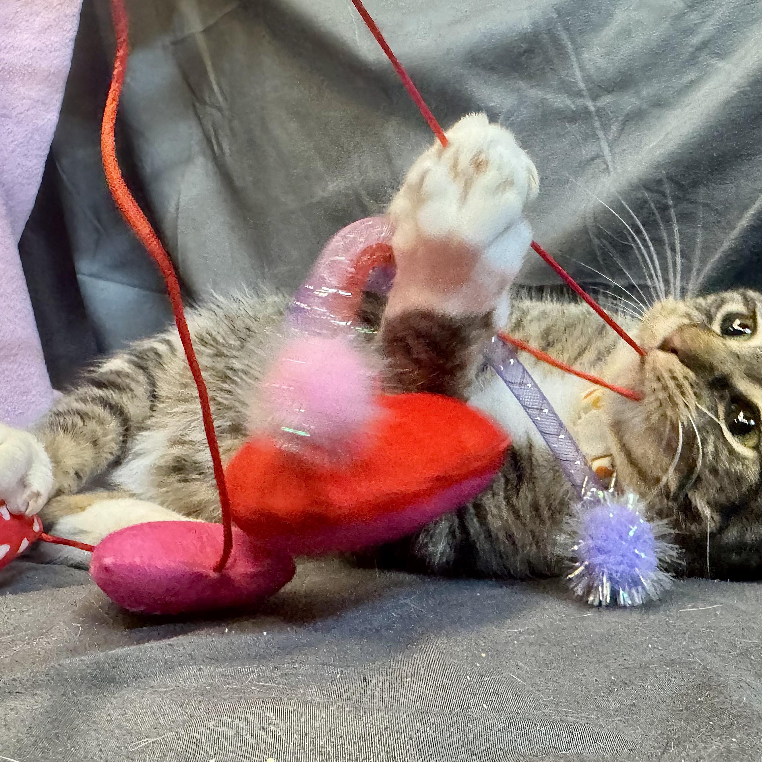 Stark, a ADOPTABLE American Shorthair in Alexandria, IN image 2/4